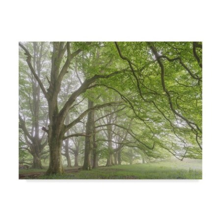 Trademark Fine Art Adam Burton 'Springtime Mists' Canvas Art, 24x32 ALI20196-C2432GG